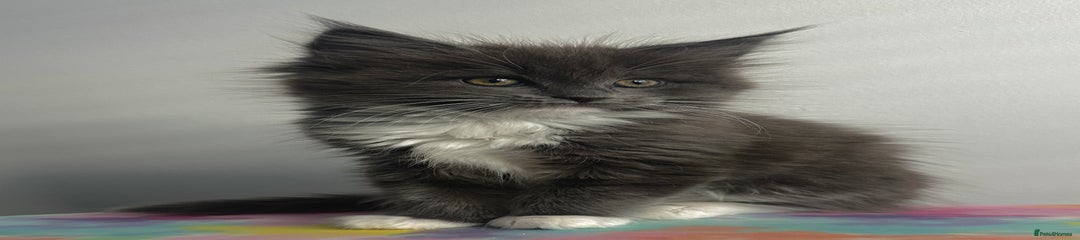 Ragcoon Kitten 3