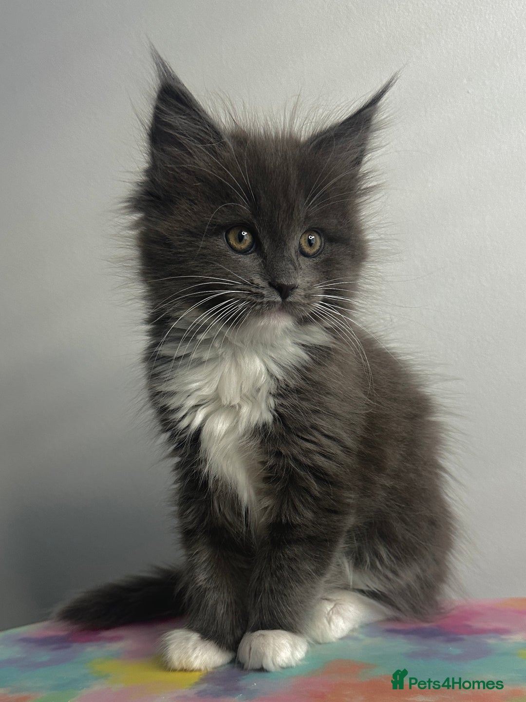 Maine Coon cats for sale: Beautiful Maine Coon x Ragdoll kittens 😻 - Image 2