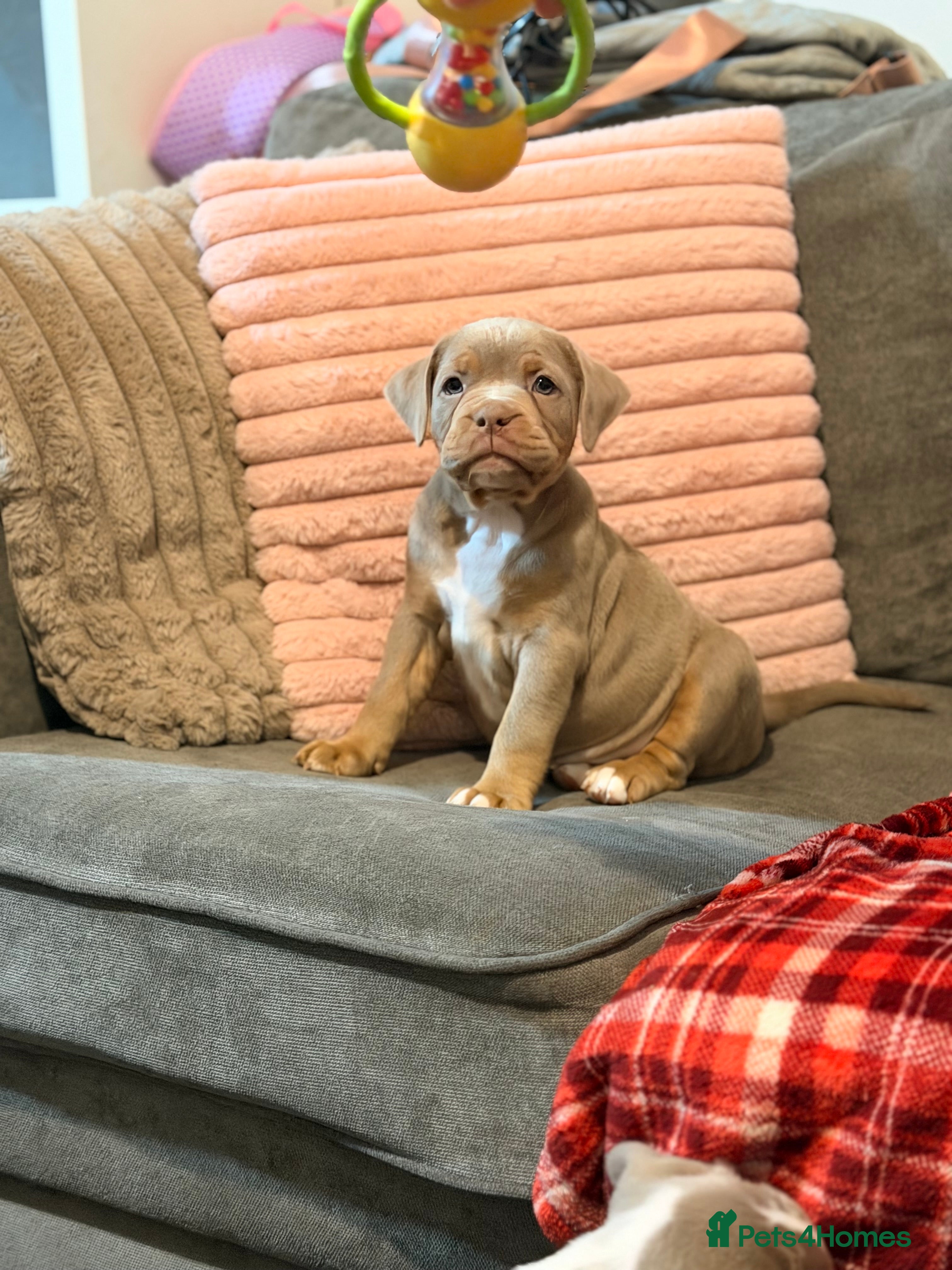 Olde English Bulldogge dogs Beautiful Olde Tyme English puppies  - Advert 1