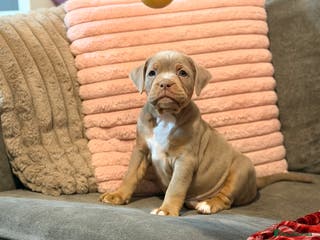 Olde English Bulldogge dogs Beautiful Olde Tyme English puppies - Advert 1