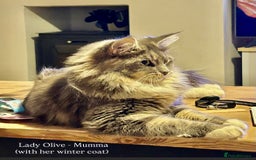 Maine Coon cats for sale: Maine coon cross kittens  - Image 8