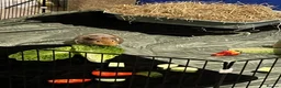Guinea Pig rodents for sale: Two beautiful male guinea pigs- Pumpkin and Toffee in Bourne - Advert 3