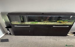 Other/Mixed Breed fish for sale: Fish & everything included  - Image 1