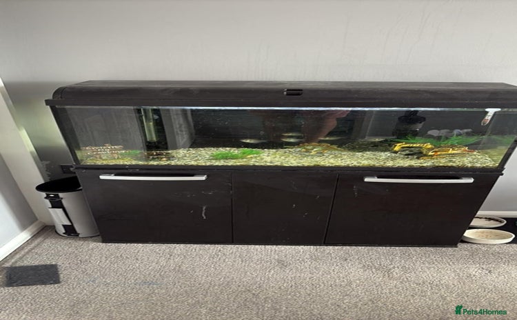 Other/Mixed Breed fish - Advert 2