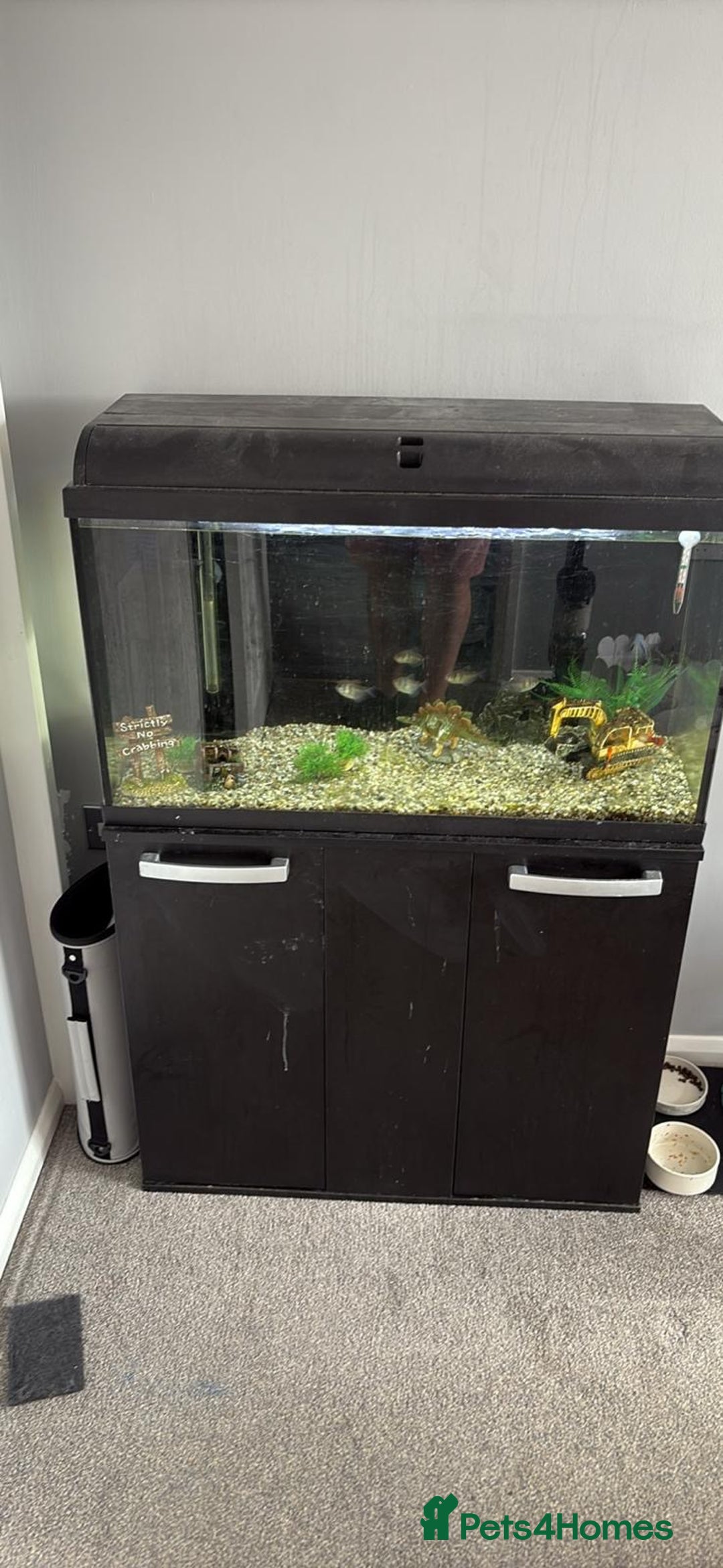 Other/Mixed Breed fish for sale: Fish & everything included  - Image 1