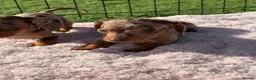 Miniature Dachshund dogs for sale: Miniature Dachshund Puppies - Advert 2