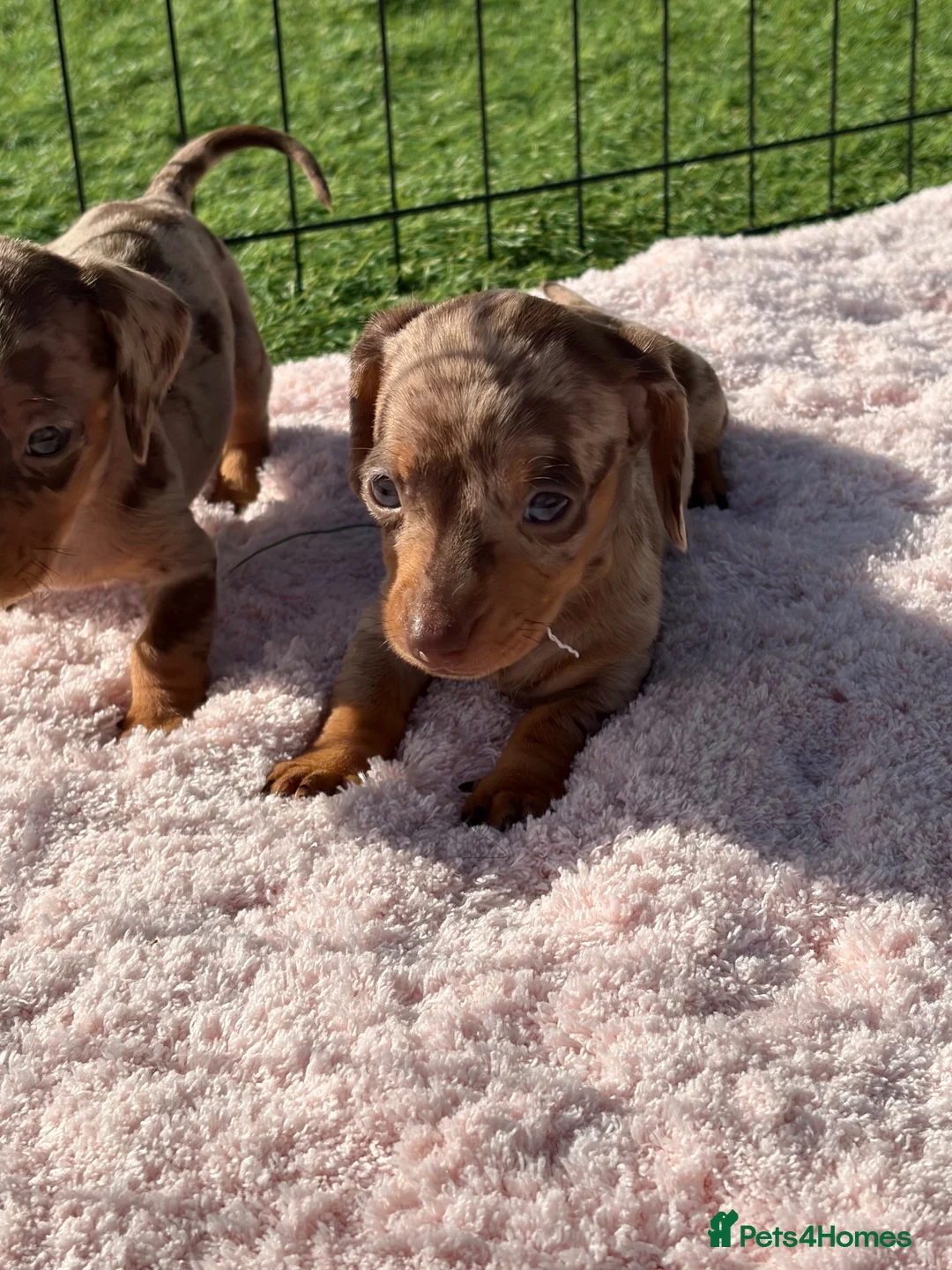 Miniature Dachshund dogs for sale: Miniature Dachshund Puppies - Advert 2