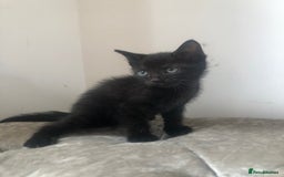 Mixed Breed cats for sale: Two mixed breed kittens  - Image 2