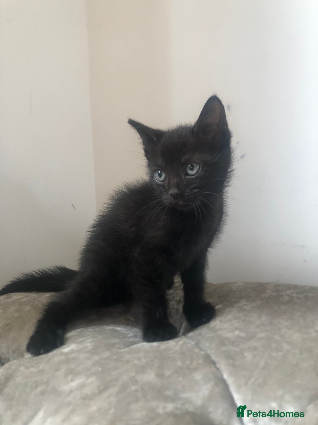 Mixed Breed cats for sale: Two mixed breed kittens  - Image 2