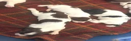 English Springer Spaniel dogs for sale: Beautiful litter of KC English Springer spaniel  - Advert 3