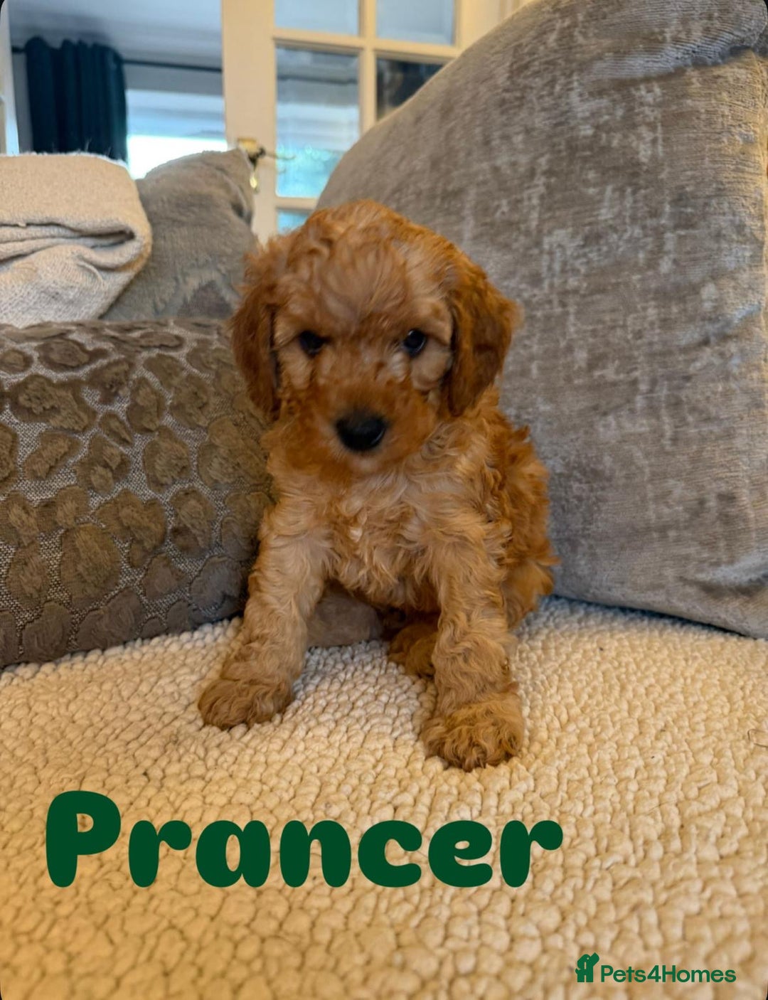 Cavapoo dogs for sale: Beautiful F1B cavapoo “teddy bear” puppies  - Advert 7