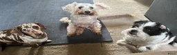 Miniature Dachshund dogs for stud: Miniature, short hair stud in Romford - Advert 19