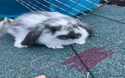 English Lop rabbits for sale: Beautiful bunnies in Pontefract - Image 2