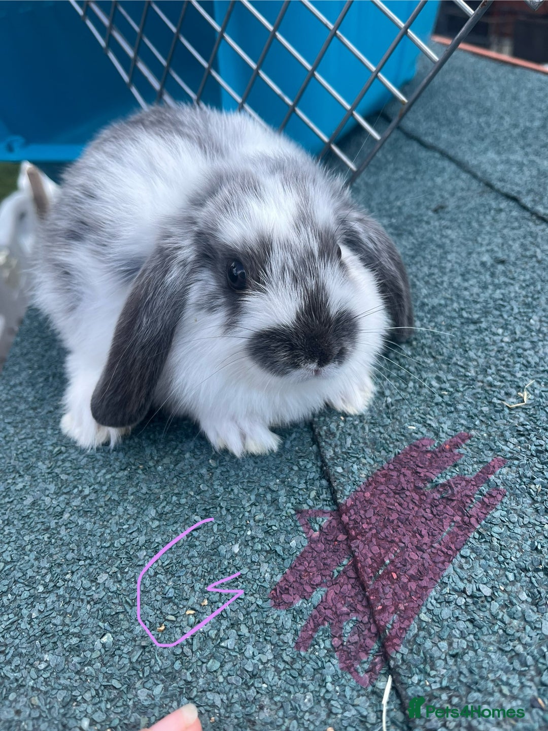 English Lop rabbits for sale: Beautiful bunnies in Pontefract - Image 2