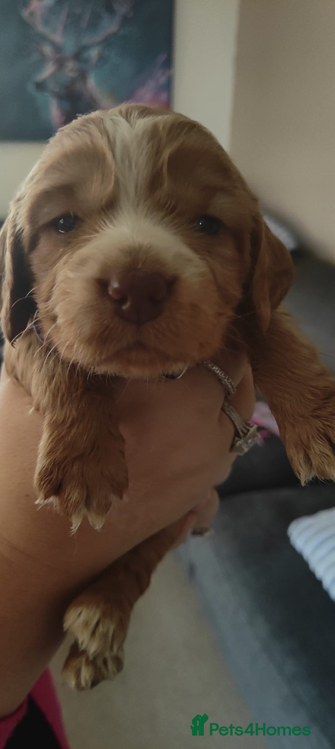Cocker Spaniel dogs for sale: Gorgeous Cocker Spaniel pups  - Advert 9