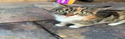 Mixed Breed cats for sale: Beautiful kittens READY NOW  - Advert 7
