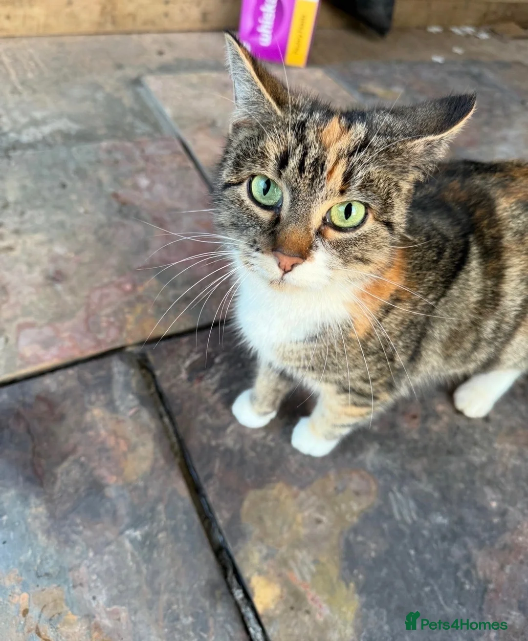 Mixed Breed cats for sale: Beautiful kittens READY NOW  - Advert 7