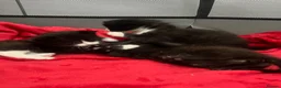 Mixed Breed cats for sale: Kittens looking for forever homes  - Advert 3
