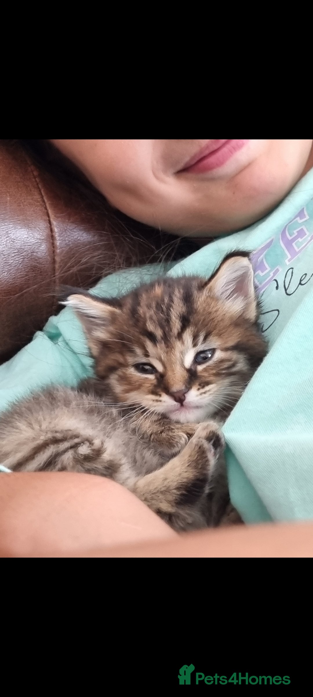 Mixed Breed cats for sale: Beautiful kittens looking for their forever homes - Image 3