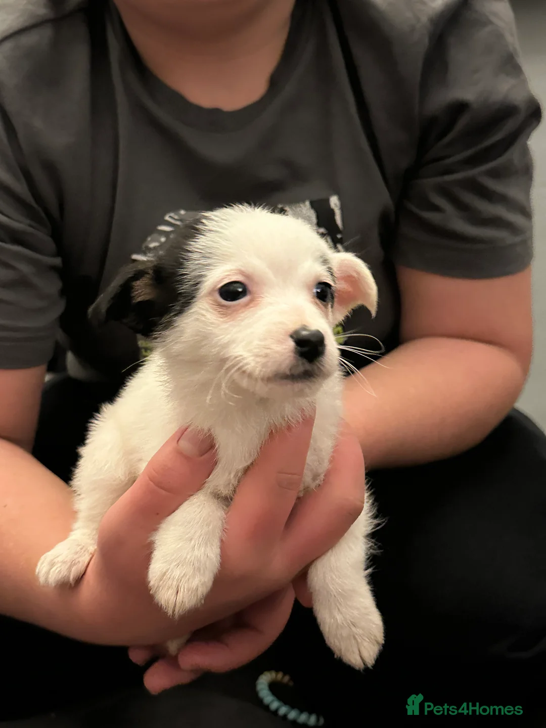 Jack Russell dogs for sale: Superb KC Reg’d Jack Russell Female Pup DNA CLEAR - Advert 11