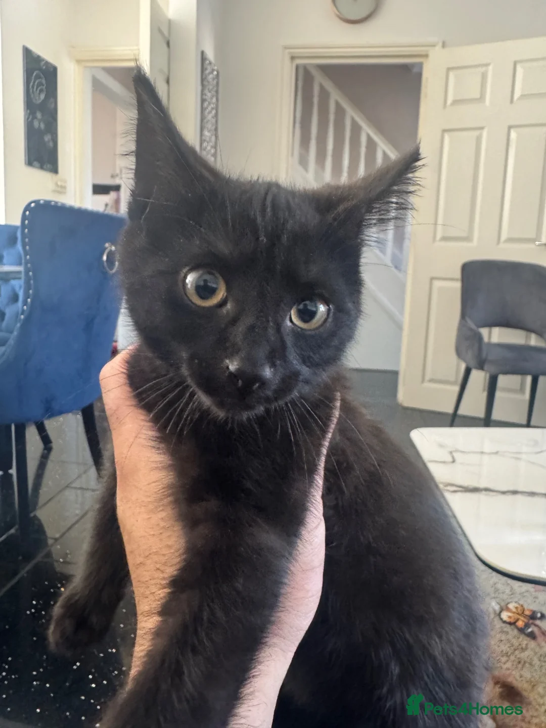Mixed Breed cats for sale: Beautiful black kitten  - Advert 1
