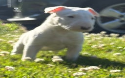 English Bull Terrier dogs for sale: Outstanding male bull terriers  - Image 12