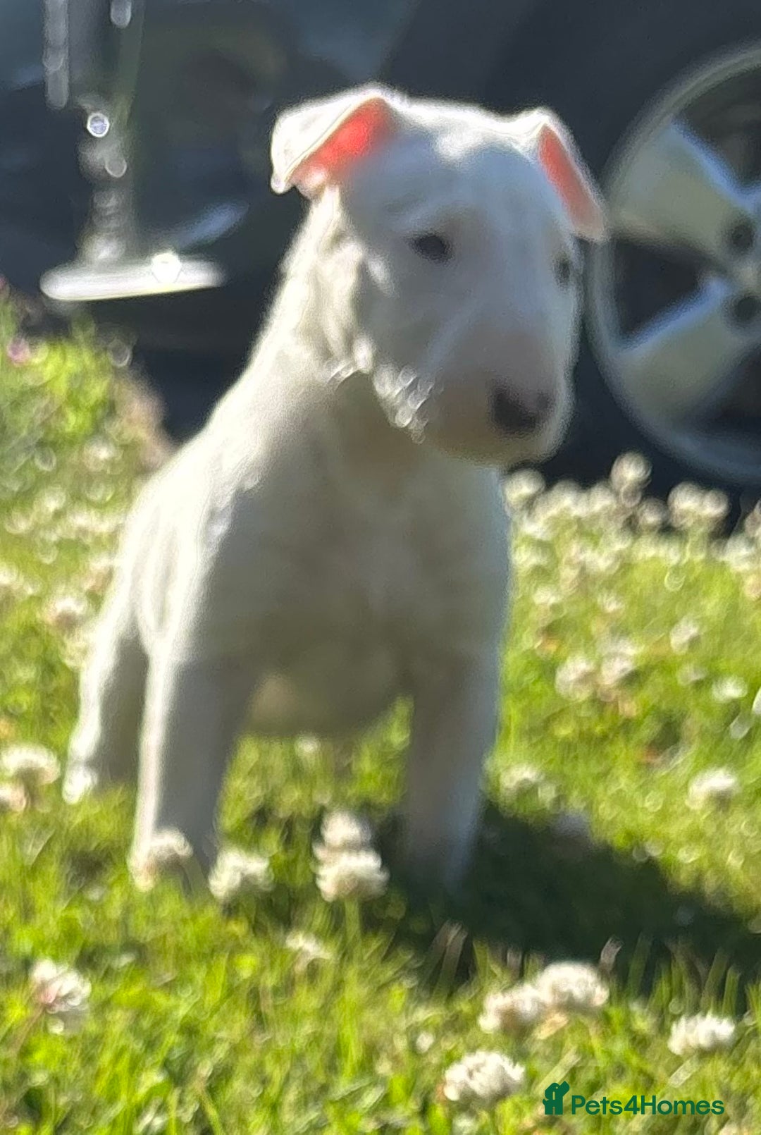 English Bull Terrier dogs for sale: Outstanding male bull terriers  - Image 12