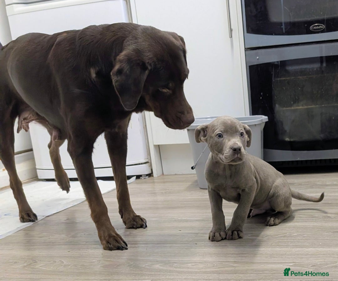 Mixed Breed dogs for sale: F1 MASTADOR PUPPIES  - Advert 4