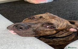 Mixed Breed dogs for sale: Beautiful Bruce 1 year old Staff x Boxer  - Image 4
