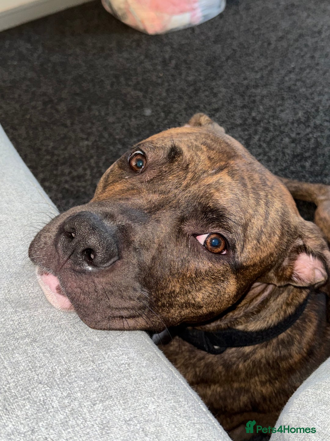 Mixed Breed dogs for sale: Beautiful Bruce 1 year old Staff x Boxer  - Image 4