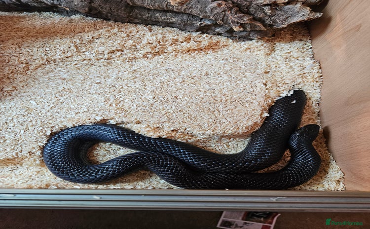 King Snake reptiles - Advert 1