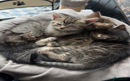 Pixie Bob cats for sale: 3 pixie bob kittens for sale  - Image 1