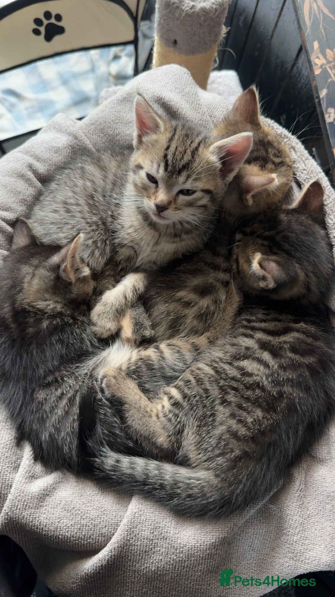 Pixie Bob cats for sale: 3 pixie bob kittens for sale  - Image 1