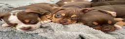 Old Tyme Bulldog dogs for sale: 8 OLD TYME BULLDOGS FOR SALE in London - Advert 5