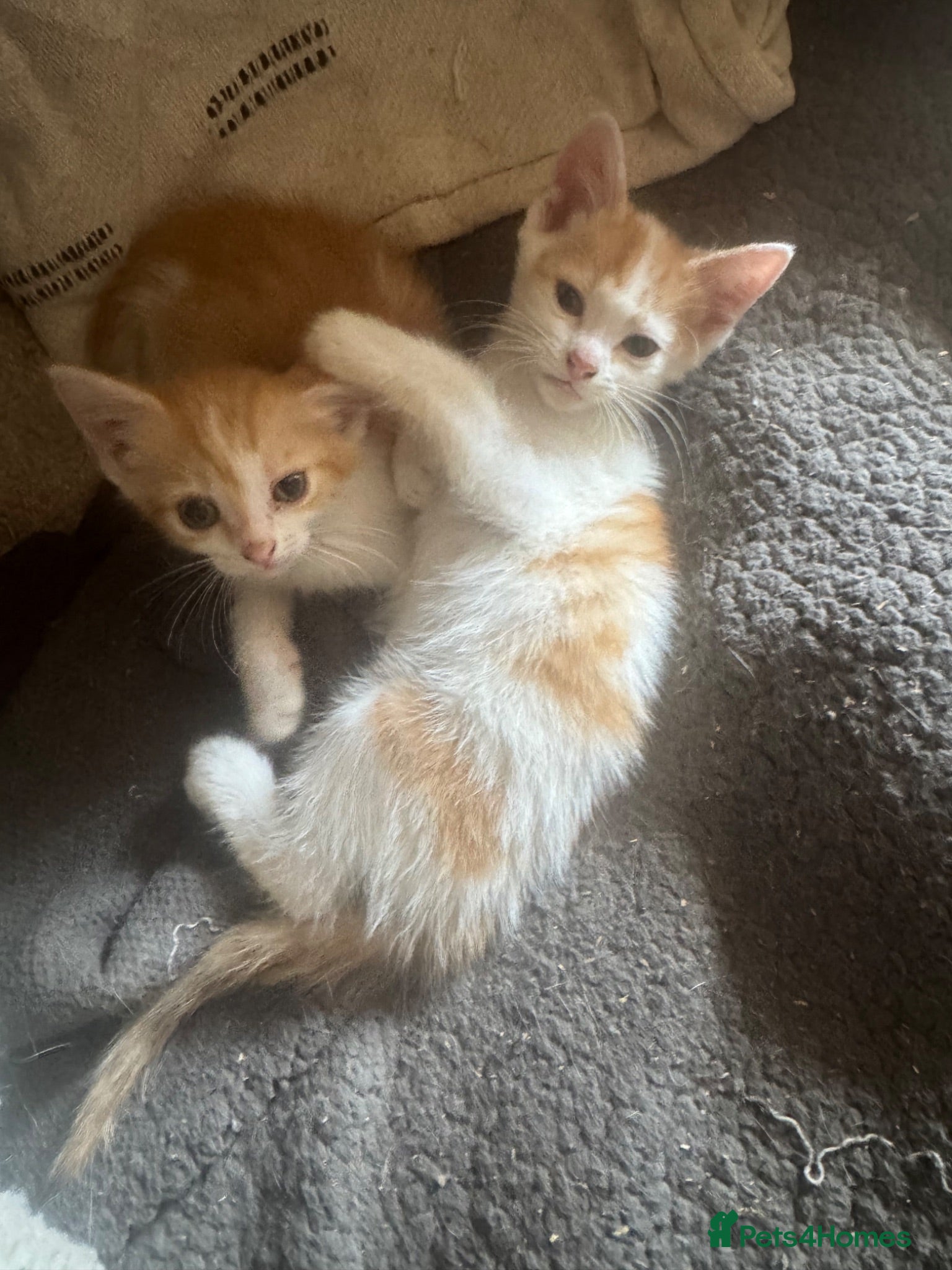 Domestic Shorthair cats Lovely kittens  - Advert 3