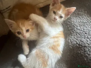 Domestic Shorthair cats Lovely kittens - Advert 3
