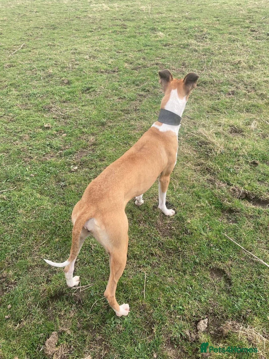 Lurcher dogs for sale: Eight gorgeous mix breed pups - Image 20