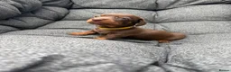 Dachshund dogs for sale: Dachshund puppies - Advert 10