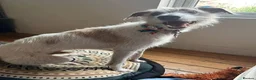 Mixed Breed dogs for sale: Bedlington whippet puppies  in Walsall - Advert 2