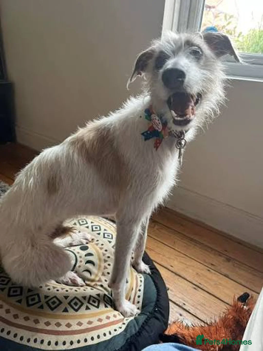 Mixed Breed dogs for sale: Bedlington whippet puppies  in Walsall - Advert 2