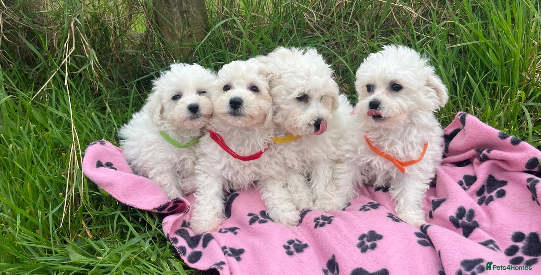 Bichon Frise dogs for sale: Pure bichon frise puppies  - Image 12