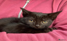 Mixed Breed cats for sale: Kittens for sale  - Image 1