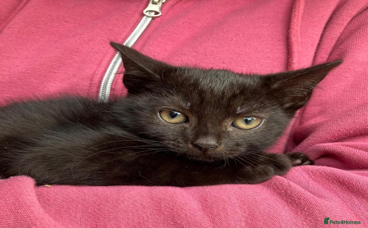 Mixed Breed cats - Advert 4