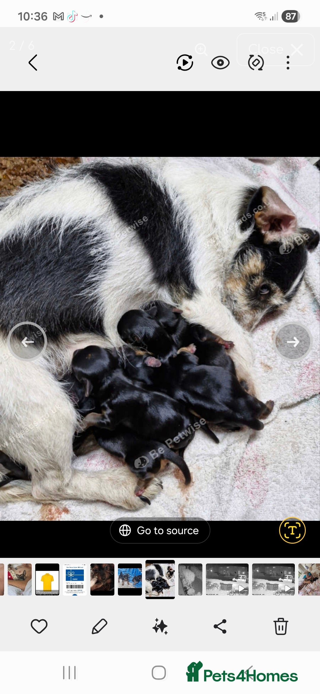 Mixed Breed dogs Yorkshireterrier xjackrussell  - Advert 1