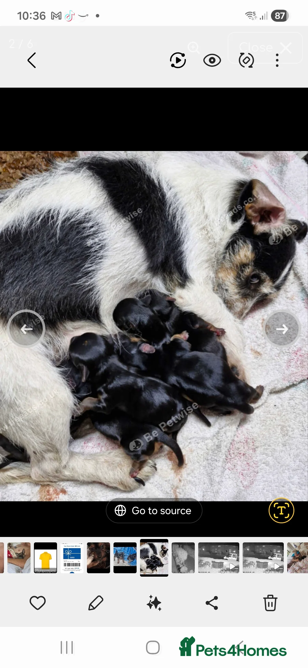 Mixed Breed dogs for sale: Yorkshireterrier xjackrussell  - Advert 1