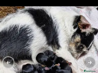 Mixed Breed dogs Yorkshireterrier xjackrussell - Advert 1