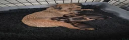 Border Terrier dogs for sale: Border Terrier Puppies for sale  - Advert 11