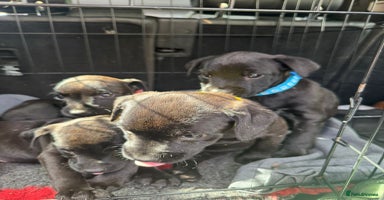 Patterdale Terrier dogs - Advert 13