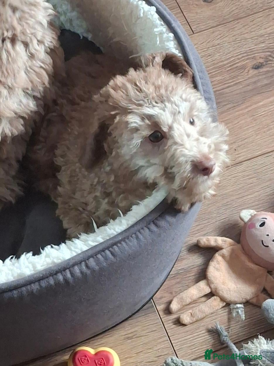 Cockapoo dogs for sale: Teddy - Advert 1