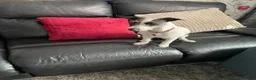 Mixed Breed dogs for sale: Lovely 8 month male Italian Greyhound x Terrier - Advert 5